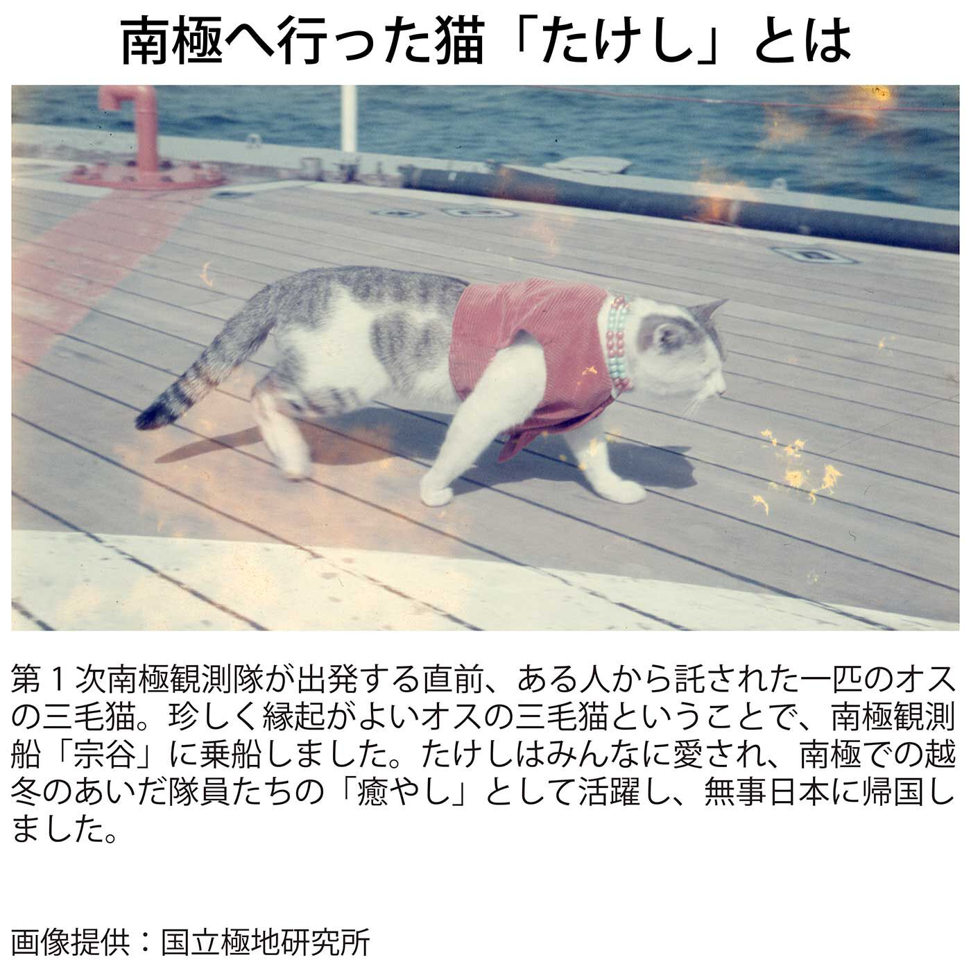 猫部|国立極地研究所&times;猫部　南極へ行った猫たけしの好きな方向ではさめる メモスタンドにもなるクリップの会
