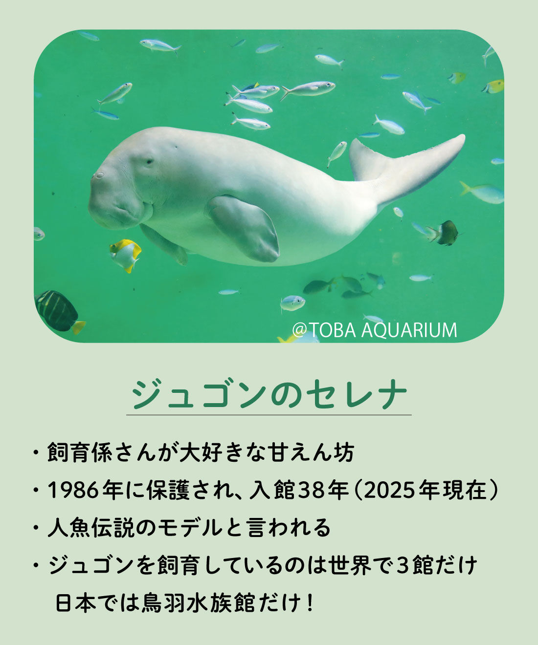YOU+MORE!|YOU＋MORE!　ジュゴンのもぐもぐマスコット