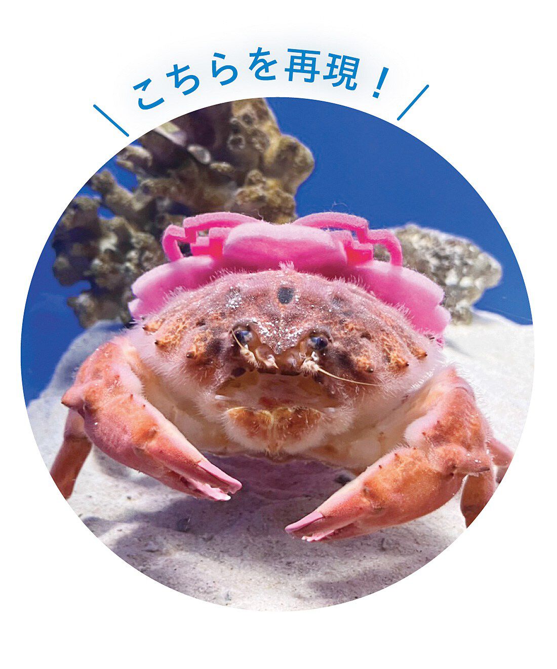 YOU+MORE!|YOU＋MORE！　貝殻を背負った まんまるカイカムリぬいぐるみ|シン・マリホ水族館では、季節のモチーフなどをかぶった姿が人気♪