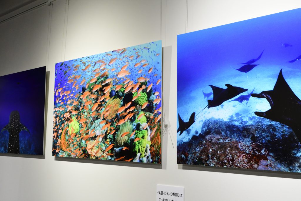 鍵井さん 水中写真