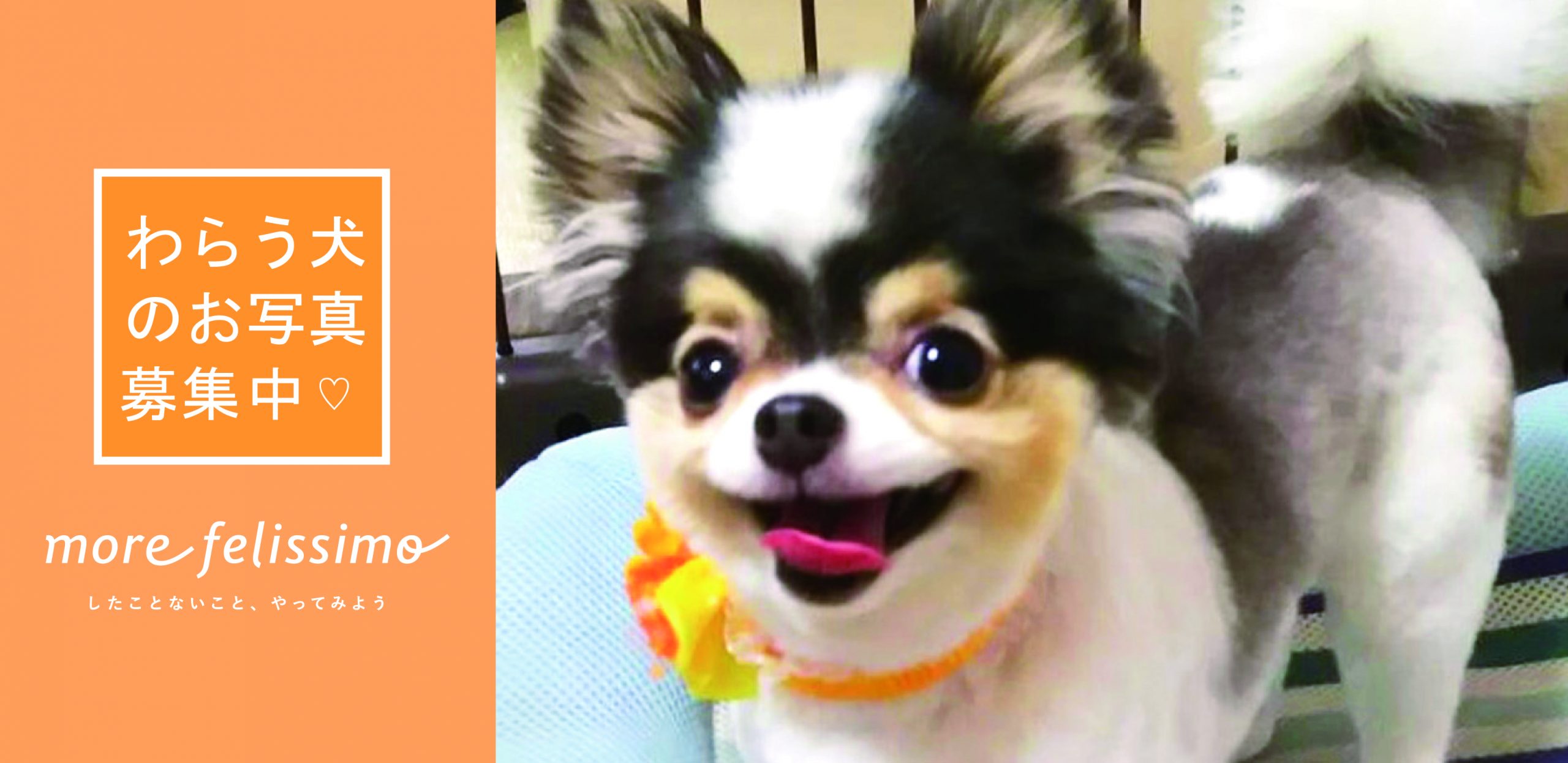 【募集】「わらう犬」のお写真を募集しています！∪･ω･∪